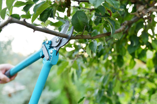 Best Emergency Storm Tree Removal  in Linton Hall, VA